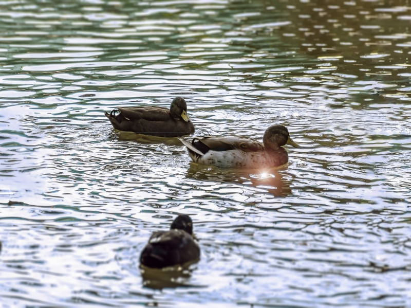 PATOS 26