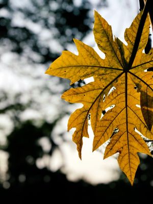 BLUESKYLEAF