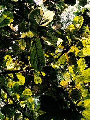 GREENLEAVES