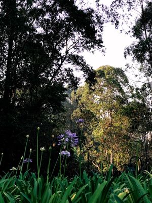 GREENLANDSCAPE
