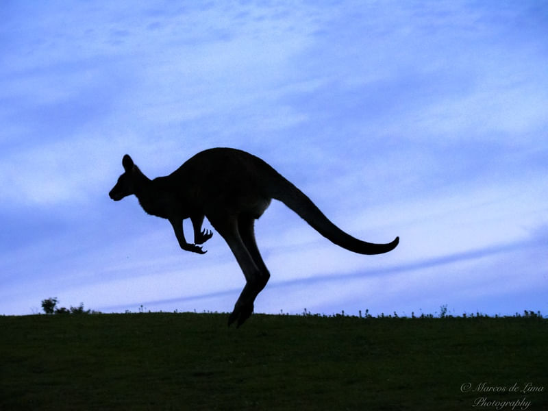 SILHOUETTE IN EARLY MORNING