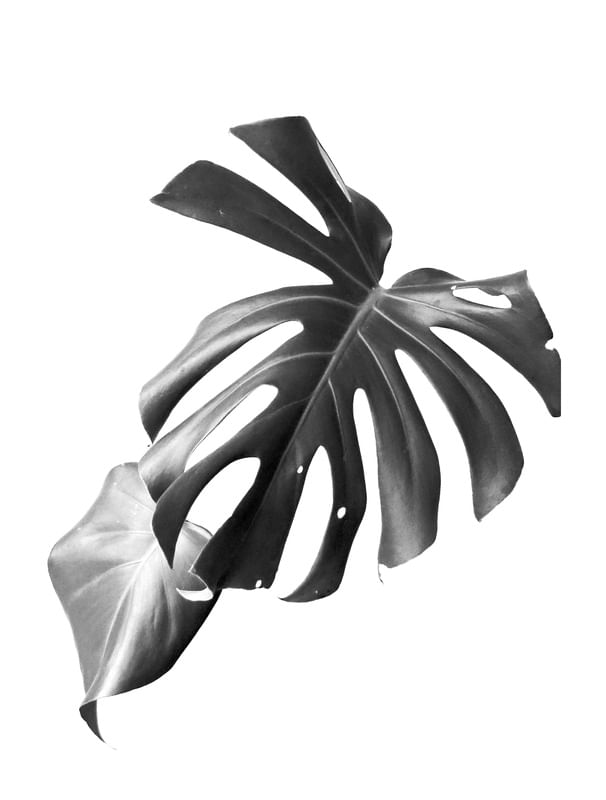 ADÃO BLACK 2