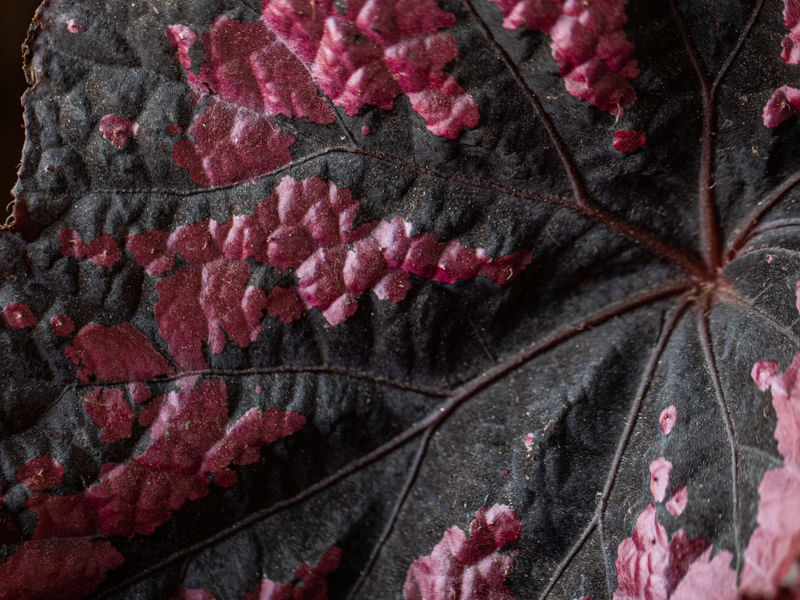 BEGONIA VERMELHA