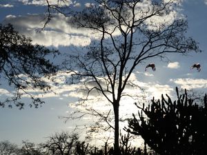 O VOO NO CÉU AZUL