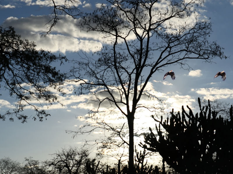 O VOO NO CÉU AZUL