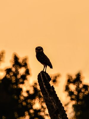 CORUJA 01