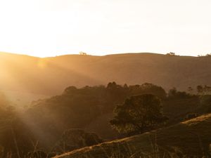 ARVORE AO POR DO SOL