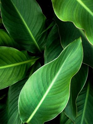 FOLHAGEM TROPICAL III