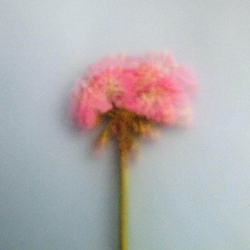 FLOR ROSA EM FUNDO AZUL COM EFEITO GRANULADO 2