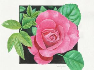 ROSE WATERCOLOR