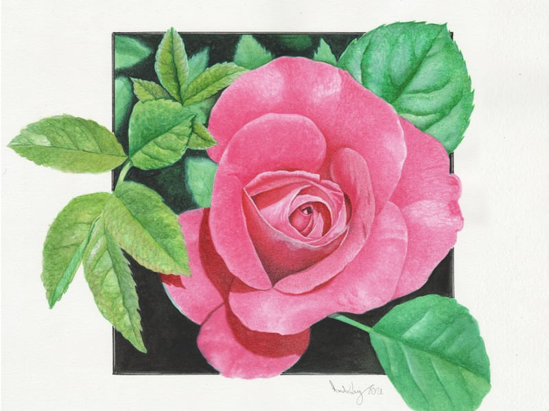 ROSE WATERCOLOR