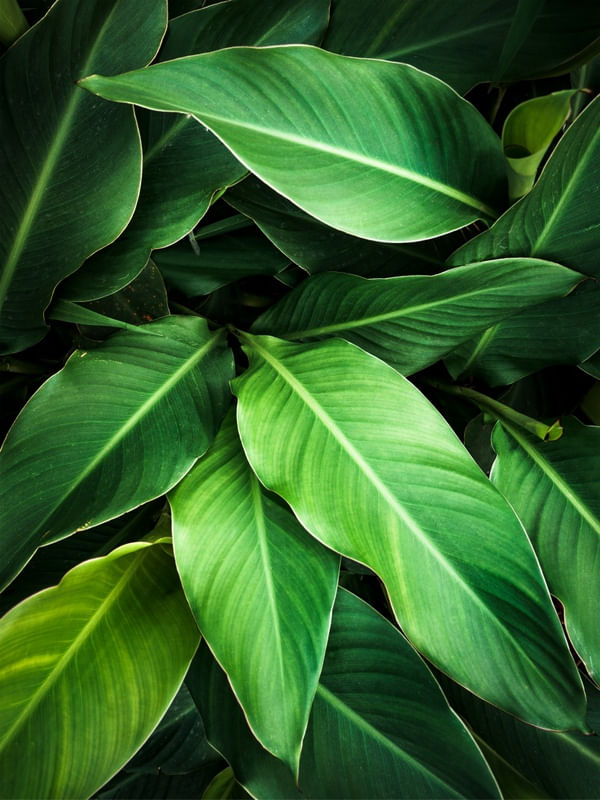 FOLHAGEM TROPICA IV
