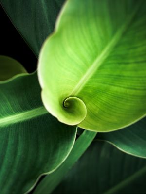 FOLHAGEM TROPICAL V