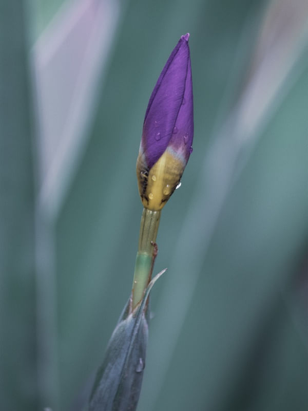 DELICADEZA ROXA II