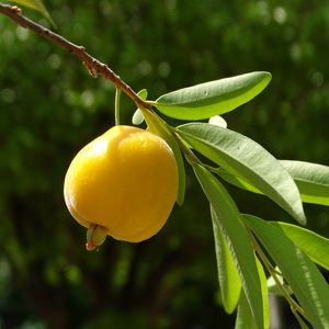 FRUTA AMARELA