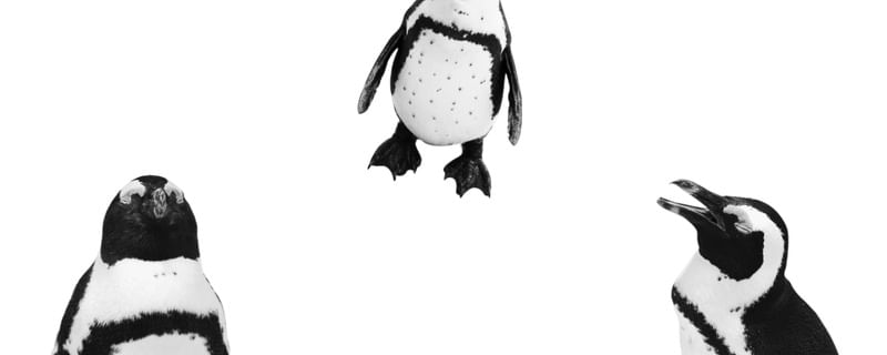 PINGUIM 04 - TRÍADE / ÁFRICA DO SUL