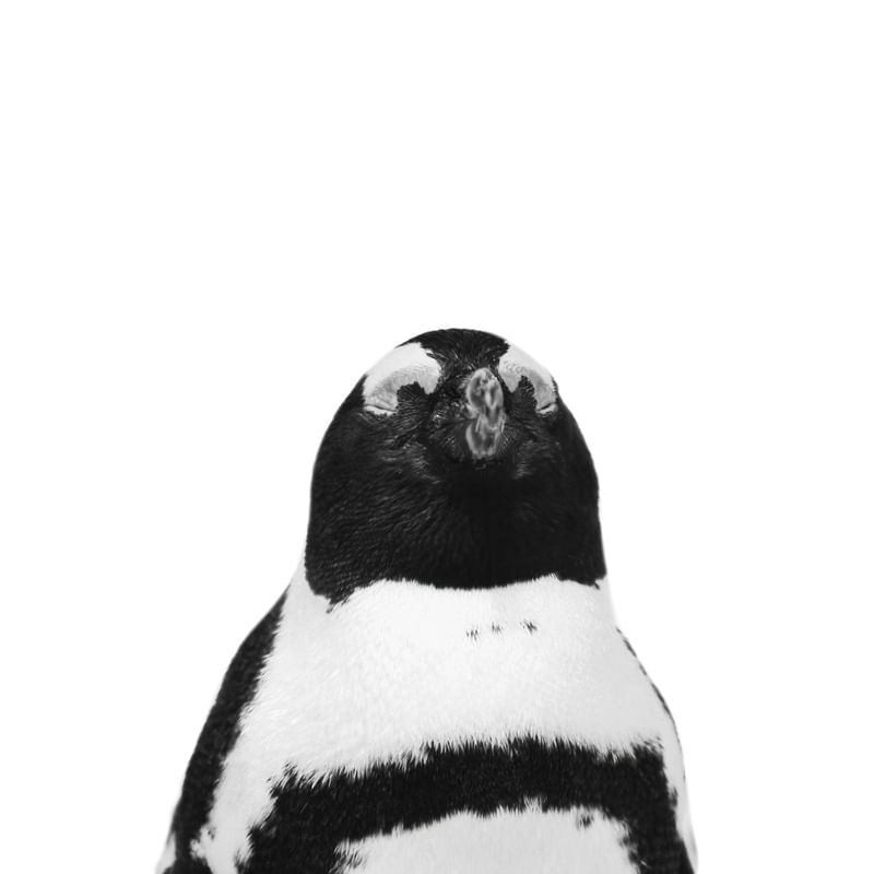 PINGUIM 01 - OLHOS FECHADOS / ÁFRICA DO SUL