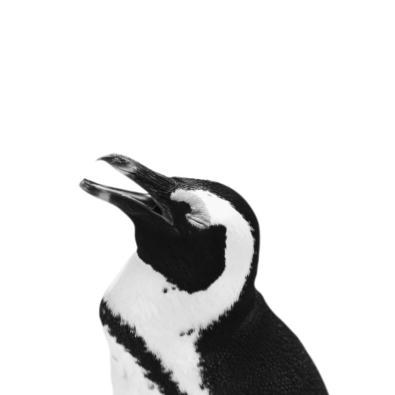 PINGUIM 03 - CANTANDO / ÁFRICA DO SUL