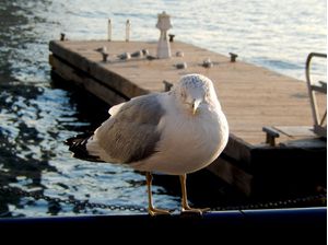 RETRATO DE UMA GAIVOTA