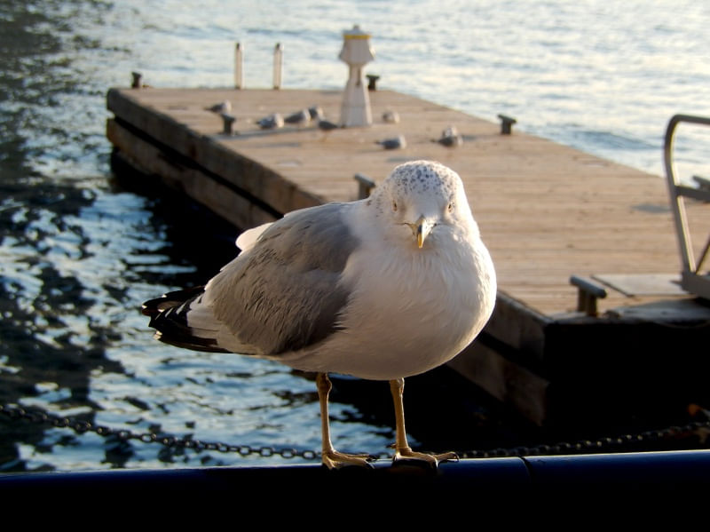 RETRATO DE UMA GAIVOTA