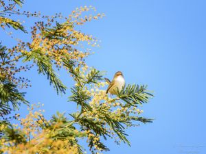 RED-BACKED FAIRY-WREN IN A WATTLE TREE