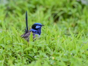 SUPERB FAIRY-WREN