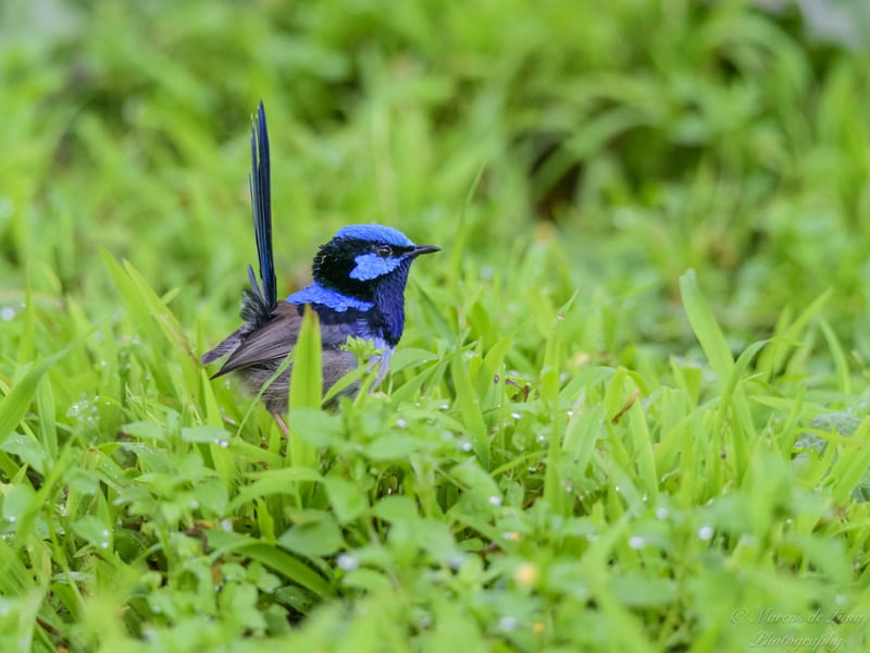 SUPERB FAIRY-WREN