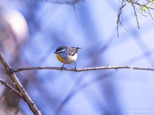 SPOTTED PARDALOTE