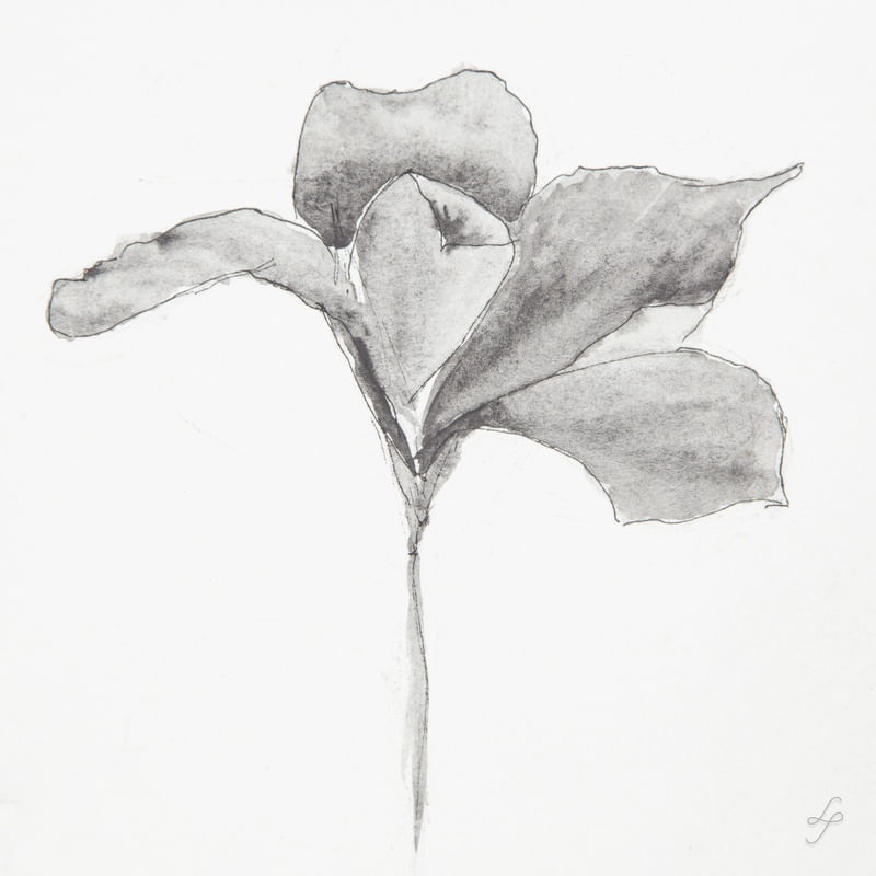 LÍRIO EM AQUARELA