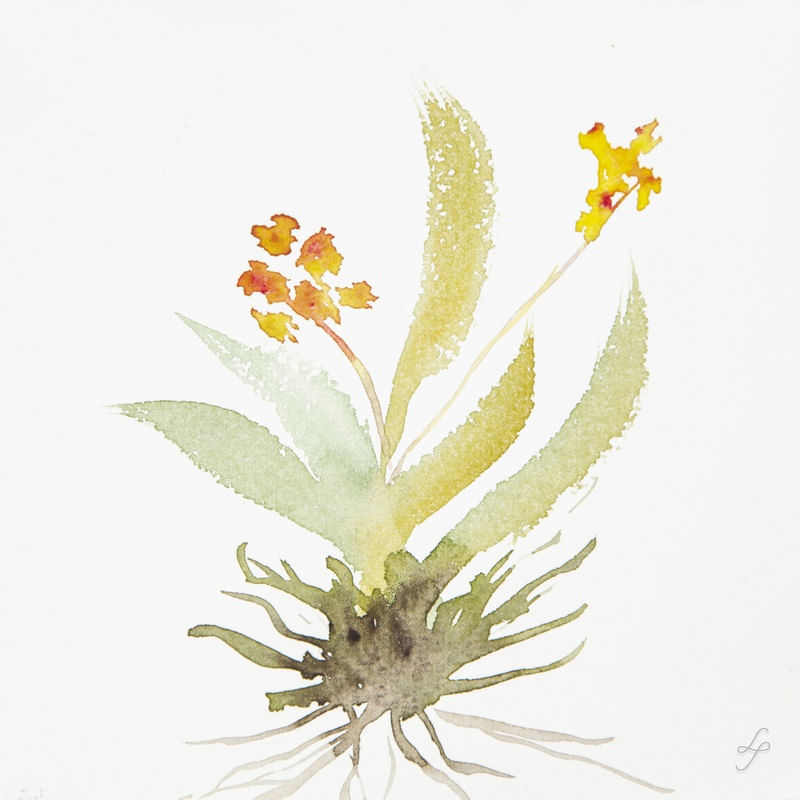 DETALHE DE PLANTA EM DETALHE EM AQUARELA