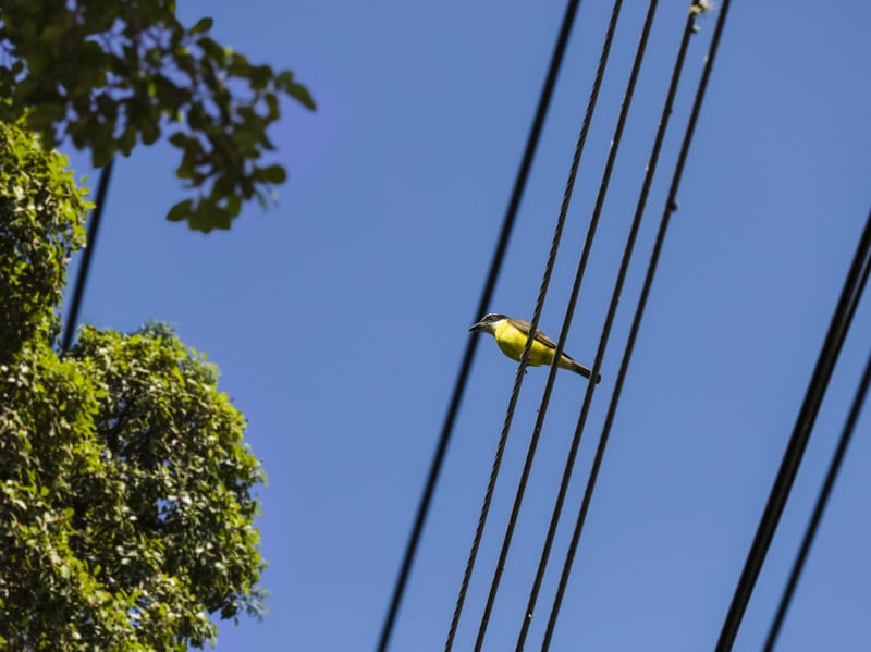 THE LINE OF BIRDS