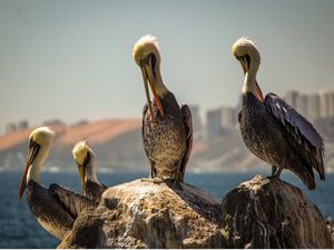 PELICANOS CHILENOS - VINÃ DEL MAR, CHILE