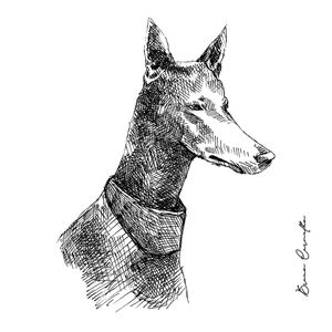 PHARAOH HOUND