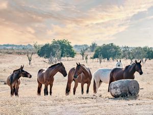 CAVALOS DE VALENTE