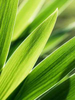 GREEN LEAVES III
