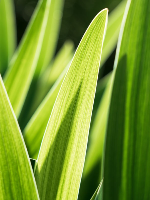 GREEN LEAVES IV
