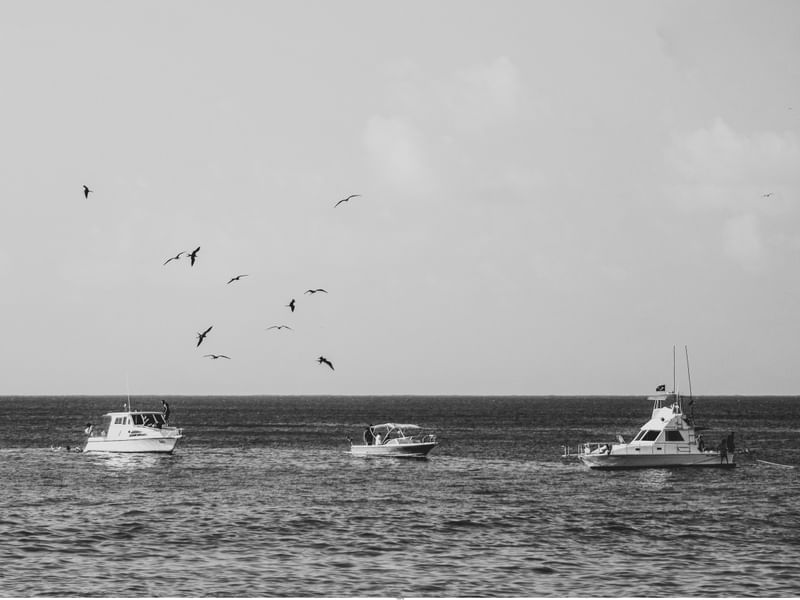 BARCOS E AVES - FERNANDO DE NORONHA
