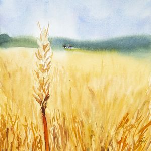 CAMPO E TRIGO EM AQUARELA