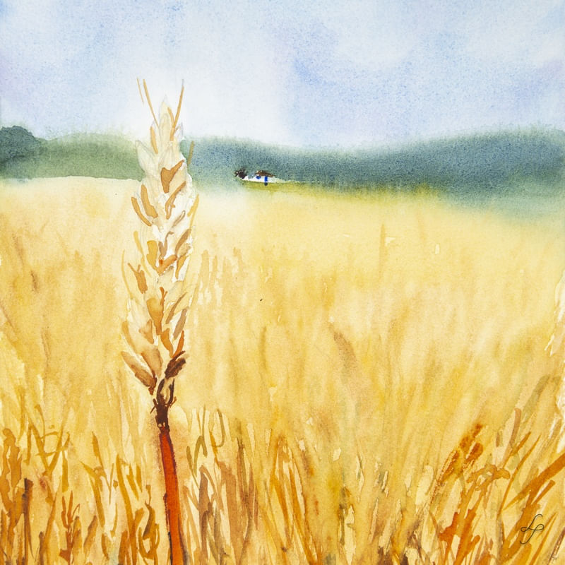 CAMPO E TRIGO EM AQUARELA