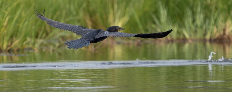 BIGUÁ BIRD FLYING