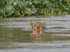 CROSSING THE RIVER