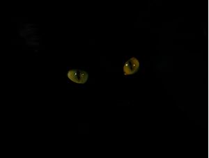 YELLOW EYES