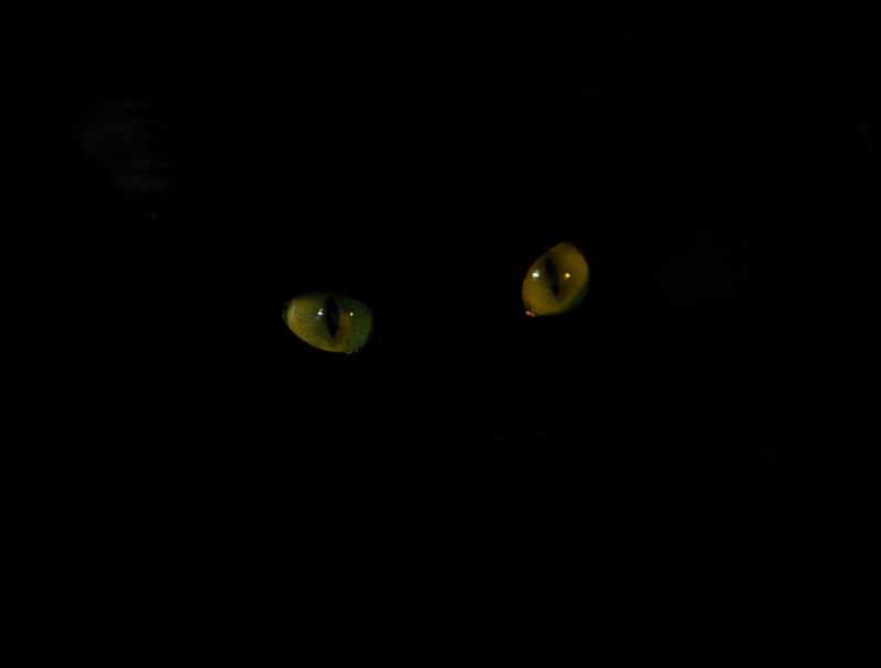 YELLOW EYES