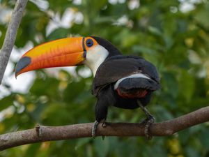 TOCO TOUCAN