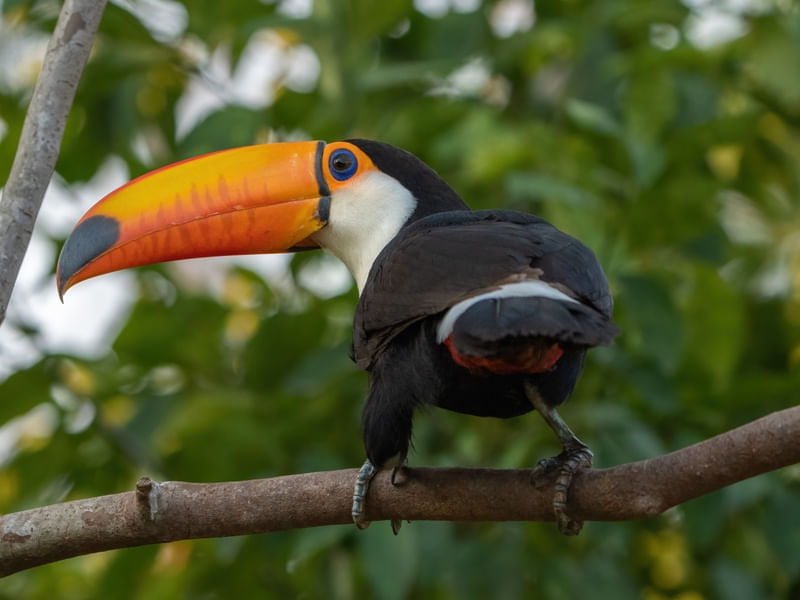 TOCO TOUCAN