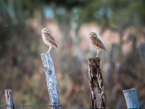 CASAL DE CORUJAS, VALENTE