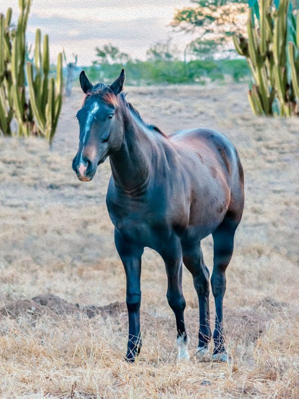 CAVALO DE VALENTE