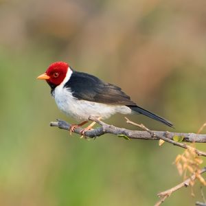 CAVALARIA BIRD