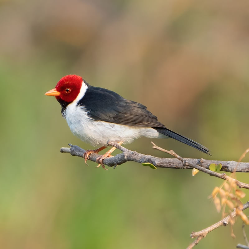 CAVALARIA BIRD