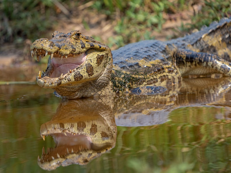 JACARÉ CAIMAN